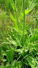 Cirsium tataricum