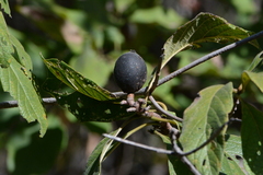 Tocoyena formosa