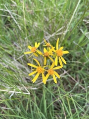 Senecio lugens