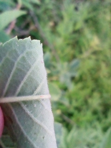 Rosa × subcollina, photograph 4