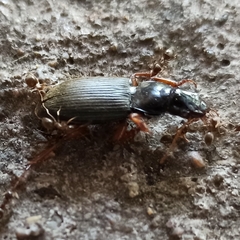 Harpalus rufipes