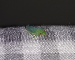 Gyponana mali