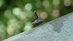 Callopistromyia annulipes