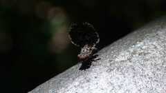 Callopistromyia annulipes