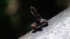 Callopistromyia annulipes