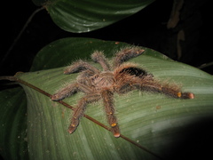 Avicularia rufa