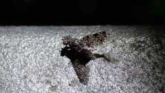 Callopistromyia annulipes