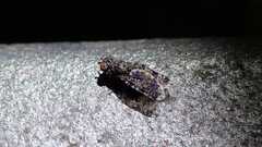 Callopistromyia annulipes