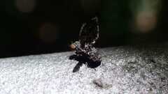 Callopistromyia annulipes