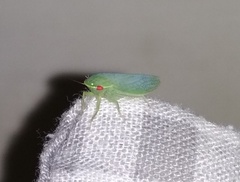 Gyponana mali