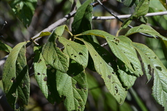 Tocoyena formosa