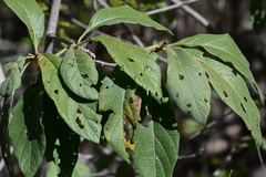 Tocoyena formosa