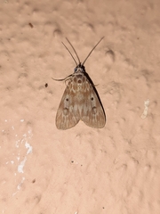 Sommeria marchalii