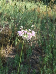 Allium cernuum