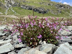 Epilobium alsinifolium