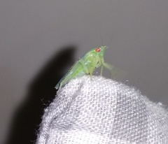 Gyponana mali