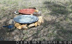 Aphelocoma woodhouseii texana