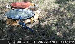 Aphelocoma woodhouseii texana