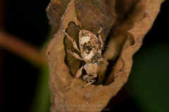 Phytoscaphus triangularis