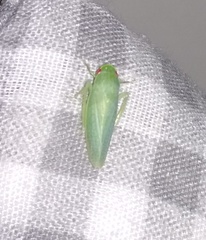 Gyponana mali