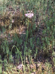 Allium cernuum