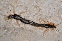 Forcipula