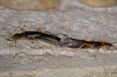 Forcipula