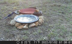 Aphelocoma woodhouseii texana