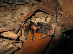 Cyriocosmus