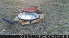 Aphelocoma woodhouseii texana