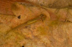 Aphyocypris normalis