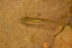 Aphyocypris normalis