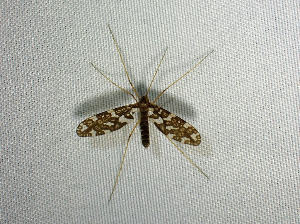 Protoplasa fitchii