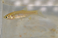 Aphyocypris normalis