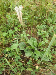 Plantago urvillei