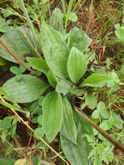 Plantago urvillei