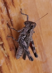 Melanoplus splendidus