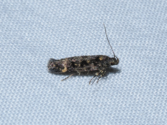 Chionodes lophosella