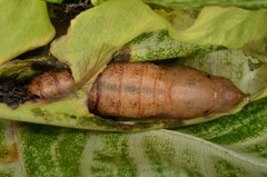 Theretra oldenlandiae