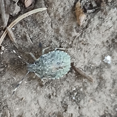 Rhaphigaster nebulosa