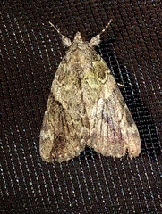 Catocala micronympha