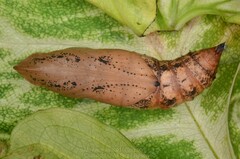 Theretra oldenlandiae