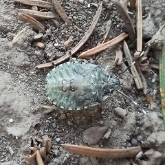 Rhaphigaster nebulosa