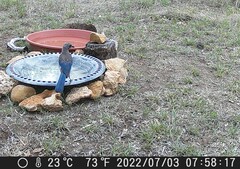 Aphelocoma woodhouseii texana