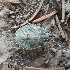 Rhaphigaster nebulosa