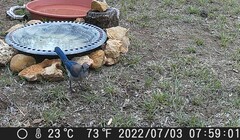 Aphelocoma woodhouseii texana