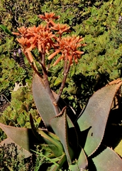 Aloe × schimperi