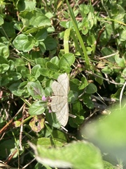 Scopula ternata