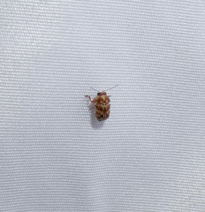 Pachybrachis turbidus