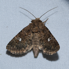 Properigea albimacula